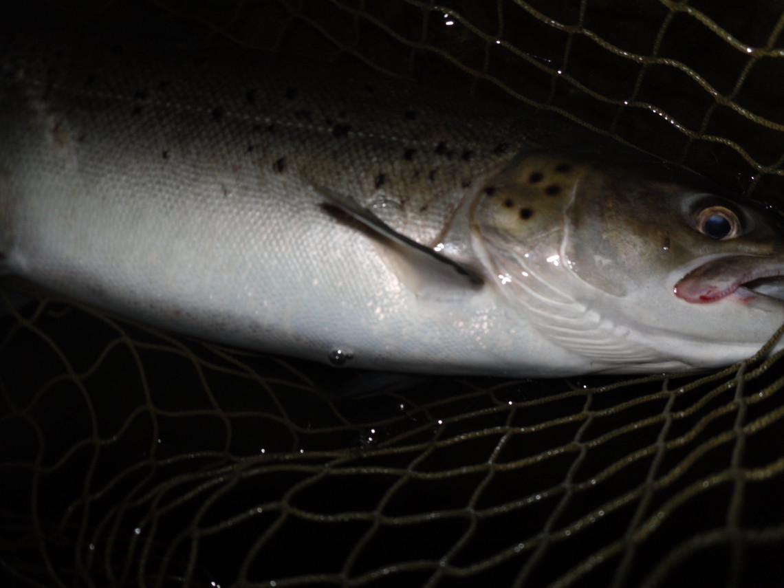 Night time visitor from the tide